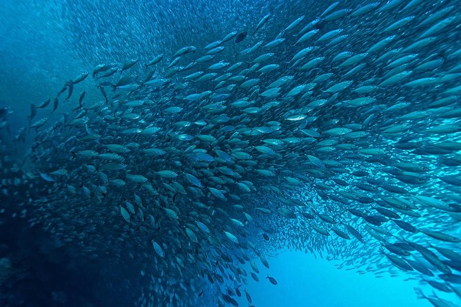 Cebu: Moalboal Sardines, Turtle Snorkeling & Kawasan Canyoneering - Moalboal Sardine Run at Panagsama Beach: what to expect underwater