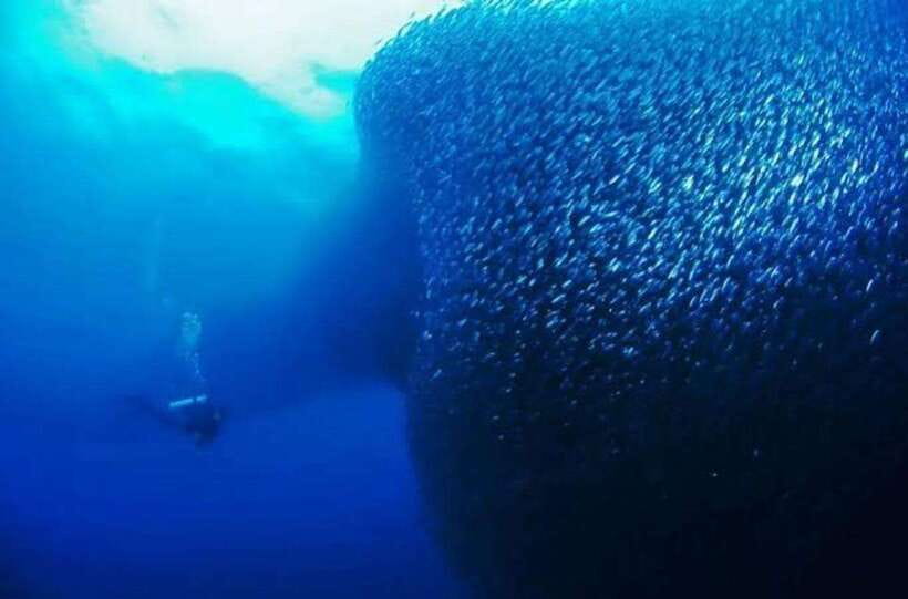 Cebu: Moalboal Scuba Diving, Sardines Run & Pescador Snorkel - Key things I think are most worth your attention
