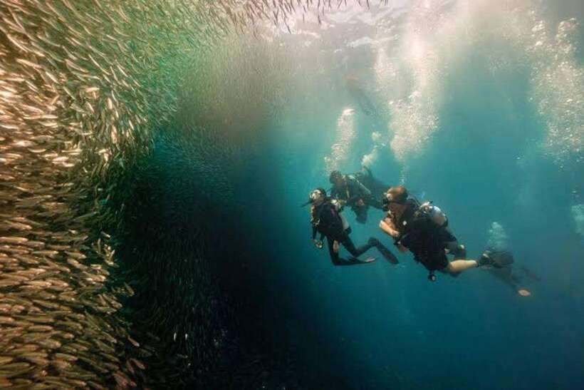 Cebu: Moalboal Scuba Diving, Sardines Run & Pescador Snorkel - Scuba session highlights: drift, gear, and photo time