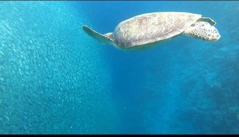 Cebu: Moalboal Scuba Diving, Sardines Run & Pescador Snorkel - Price, value, and what costs extra