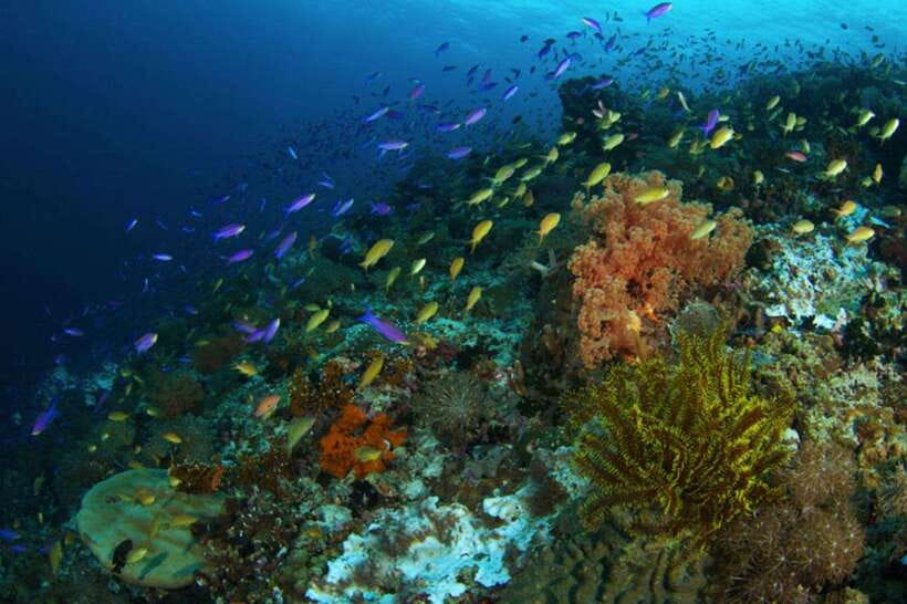 Cebu: Moalboal Scuba Diving, Sardines Run & Pescador Snorkel - Safety and comfort notes you should take seriously