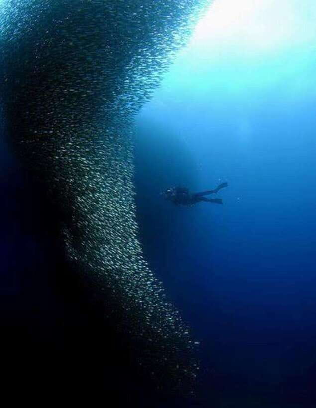 Cebu: Moalboal Scuba Diving, Sardines Run & Pescador Snorkel - How the 8-hour schedule works, from pickup to Pescador