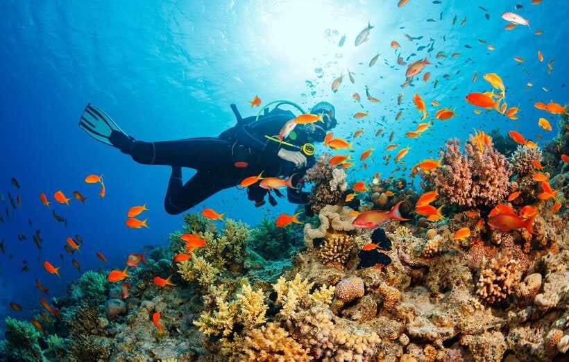 Cebu: Moalboal Scuba Diving with Sardines and Turtle Snorkel - Moalboal Sardine Run Meets a Turtle Snorkel Day