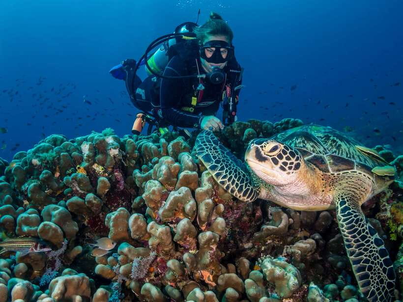 Cebu: Moalboal Scuba Diving with Sardines and Turtle Snorkel - Who This Tour Suits Best (And Who Should Skip It)