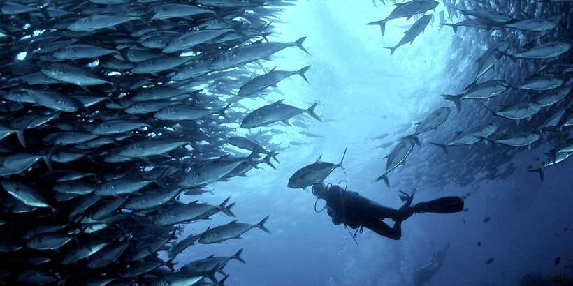 Cebu: Moalboal Scuba Diving with Sardines and Turtle Snorkel - The Real Itinerary Rhythm, Pickup to Reef Time