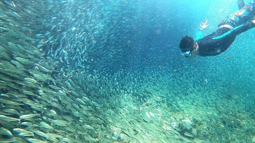 Cebu: Moalboal Snorkeling and Kawasan Falls Canyoneering - What the guide actually does for you