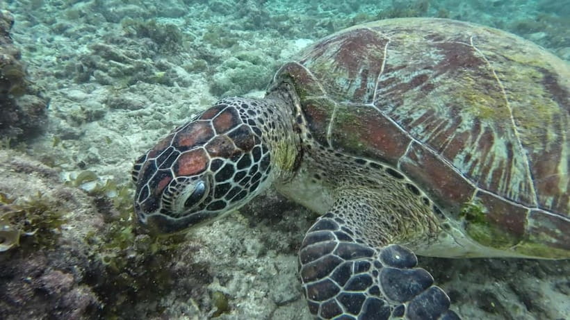 Cebu: Moalboal Snorkeling, Mantayupan Falls & ATV Adventure - Should you book this Cebu Moalboal and Barili adventure?