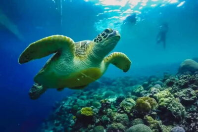 Cebu: Moalboal Snorkeling, Mantayupan Falls & ATV Adventure