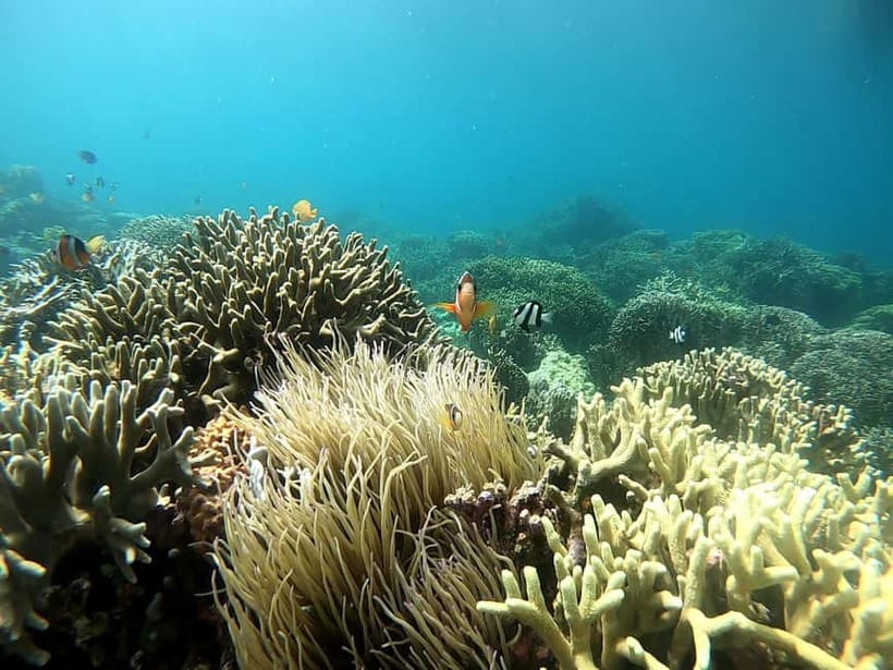 Cebu: Moalboal Snorkeling, Mantayupan Falls & ATV Adventure - Carcar lunch: included Cebuano food, with a clear allowance