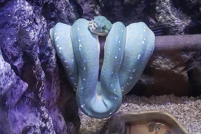 Cebu Ocean Park - Birds, Snakes, and the Free Bird Show Moment