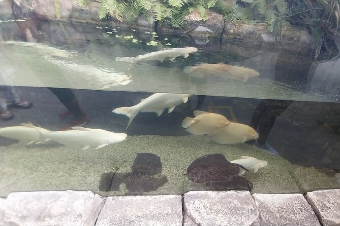 Cebu Ocean Park - Food Planning: Lunch Buffet Costs and AquaDining Add-Ons