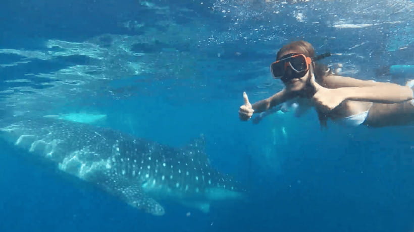 Cebu: Oslob Whale Shark and Moalboal Snorkeling Tour - Key highlights worth aiming for