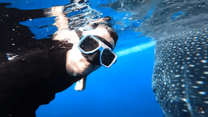 Cebu: Oslob Whale Shark and Moalboal Snorkeling Tour - Should you book this Cebu Oslob and Moalboal marine tour?