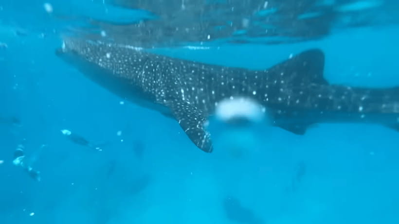Cebu: Oslob Whale Shark and Moalboal Snorkeling Tour - Price and what your $117 actually buys in Cebu