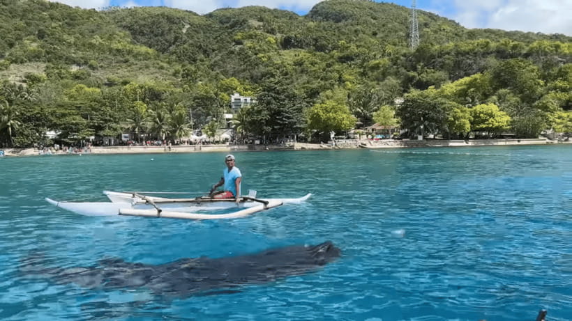 Cebu: Oslob Whale Shark and Moalboal Snorkeling Tour - Oslob whale sharks: rules, boat ride, and how to make it count