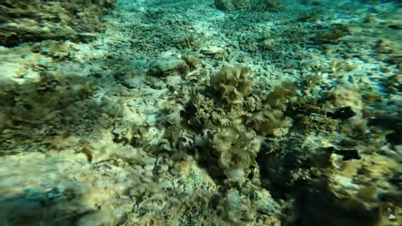Cebu: Oslob Whale Shark and Moalboal Snorkeling Tour - Moalboal snorkeling: sardines, reefs, and turtles in 1.5 hours