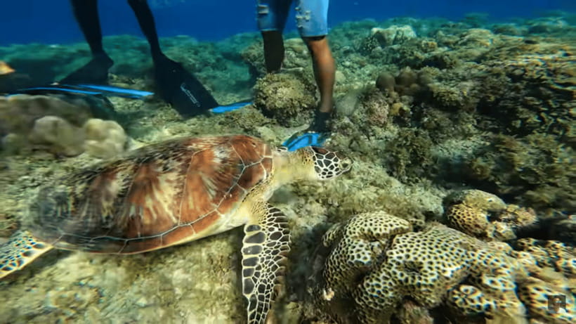 Cebu: Oslob Whale Shark and Moalboal Snorkeling Tour - What to expect underwater, photos included