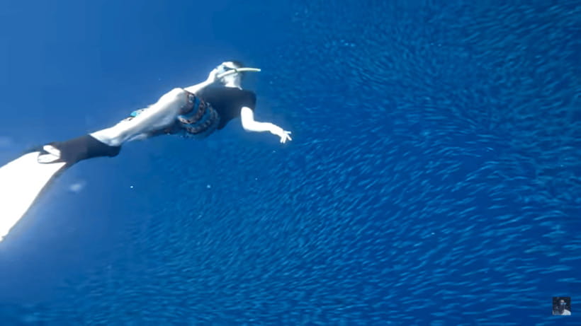 Cebu: Oslob Whale Shark and Moalboal Snorkeling Tour - Who this Cebu whale shark and Moalboal snorkeling day fits best