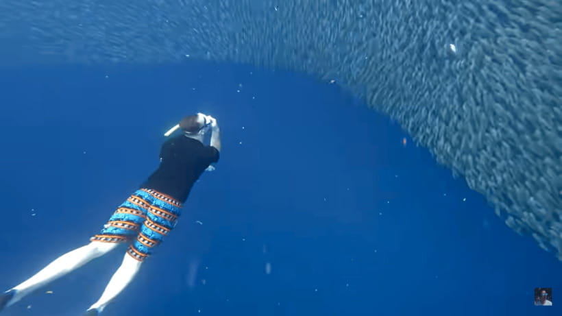 Cebu: Oslob Whale Shark and Moalboal Snorkeling Tour - Practical tips to make the day smoother (and more fun)
