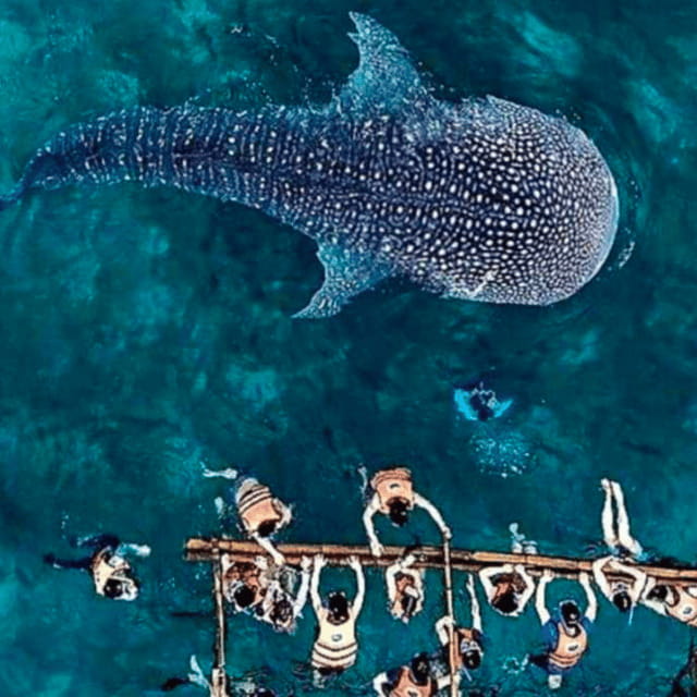 Cebu: Oslob Whale Shark, Sumilon, Ruins, Simala Church - Key highlights at a glance