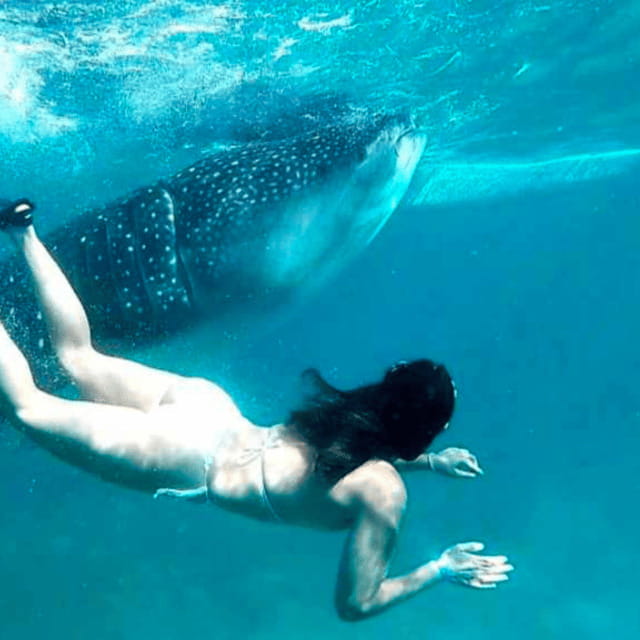 Cebu: Oslob Whale Shark, Sumilon, Ruins, Simala Church - Oslob whale sharks: what you’re actually paying for
