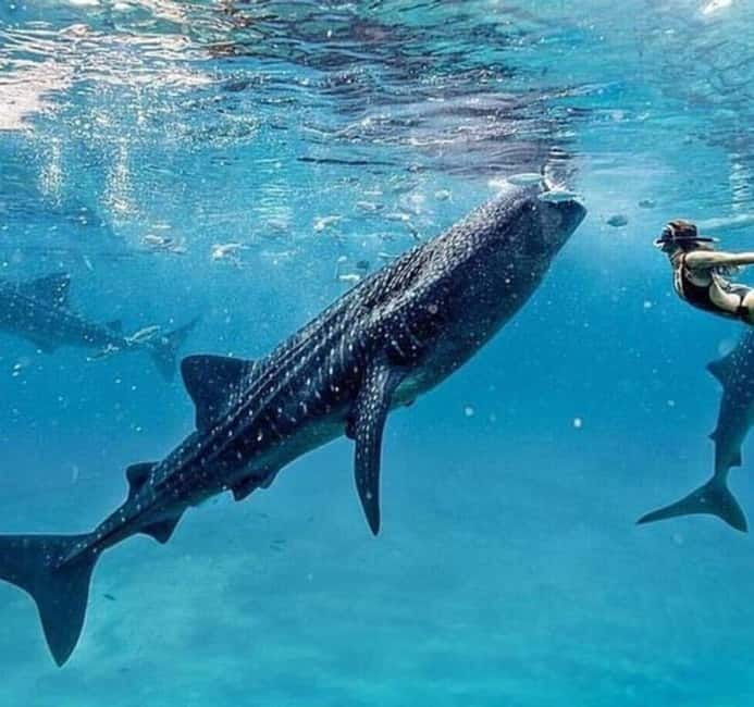 Cebu: Oslob Whale Shark Swim and Sumilon Island Day Tour - Oslob Whale Shark Swim: What the Encounter Feels Like