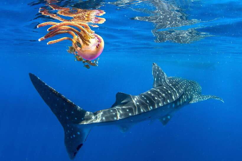 Cebu: Oslob Whale Shark Swim and Sumilon Island Day Tour - Pickup, Ride, and How to Survive a 3 AM Departure