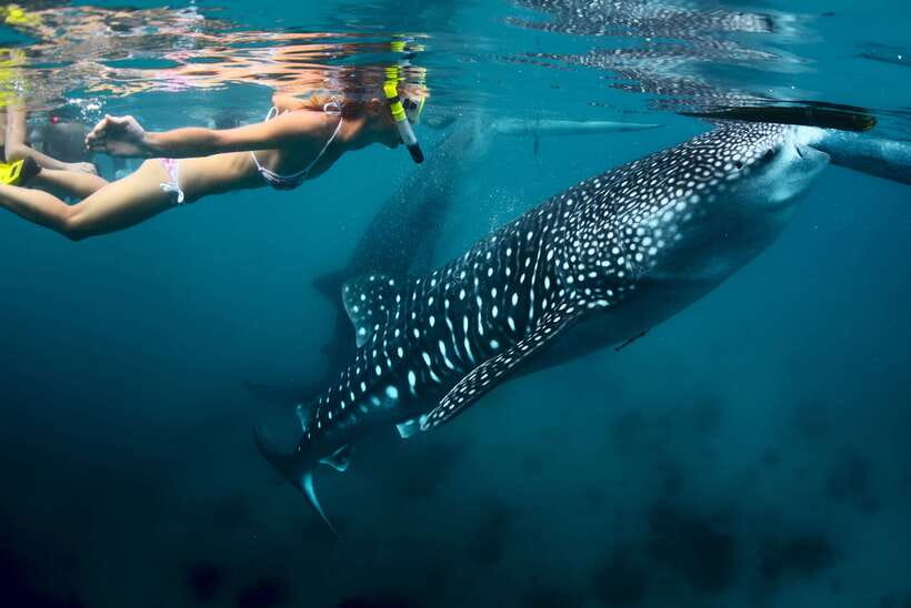 Cebu: Oslob Whale Shark Swimming - Early pickup from Cebu: why the day feels fast (even when it is 10 hours)
