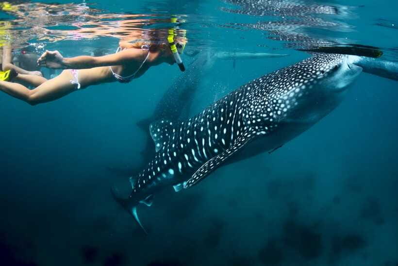 Cebu: Oslob Whale Shark Swimming - The whale shark swim: what 30 minutes of snorkel time really means