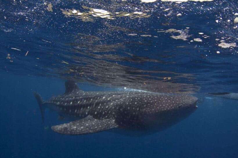 Cebu: Oslob Whale Shark Swimming and Tumalog Falls Tour - Key Things You Should Know
