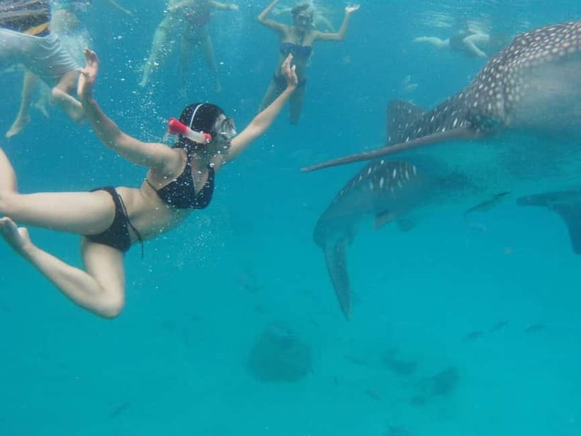 Cebu: Oslob Whale Shark Swimming and Tumalog Falls Tour - Oslob Whale Sharks: Registration, Water Time, and That Wait