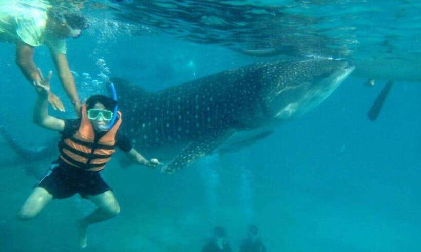 Cebu: Oslob Whale Shark Swimming and Tumalog Falls Tour - Price and Value: What $79 Actually Covers
