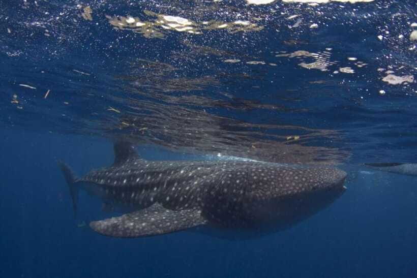 Cebu: Oslob Whale Shark Swimming and Tumalog Falls Tour - What to Bring for Comfort (Not Just for the Water)