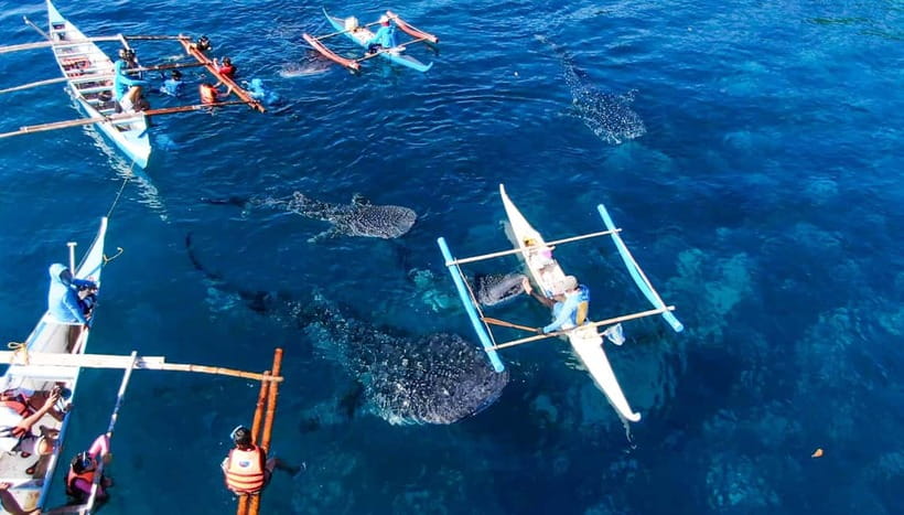 Cebu: Oslob Whale Shark Swimming and Tumalog Falls Tour - The 2:00am to 3:00am Start and the Southern Drive