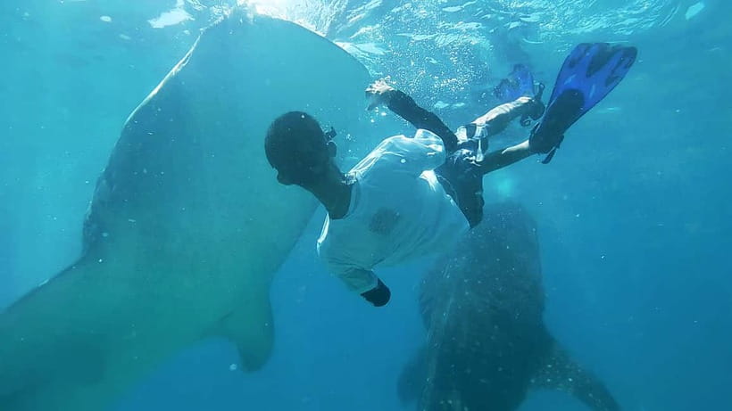 Cebu:Oslob Whale Shark Swimming & Kawasan Falls Canyoneering - Key things to know before you go