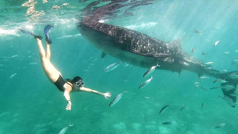 Cebu:Oslob Whale Shark Swimming & Kawasan Falls Canyoneering - The early start: Cebu pickup at 2:00-3:00 am