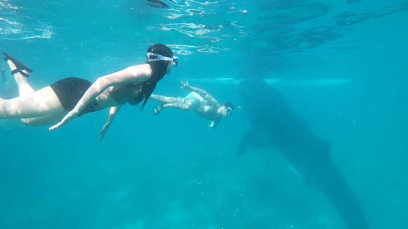 Cebu:Oslob Whale Shark Swimming & Kawasan Falls Canyoneering - Lunch and timing: what’s included, what can go off script