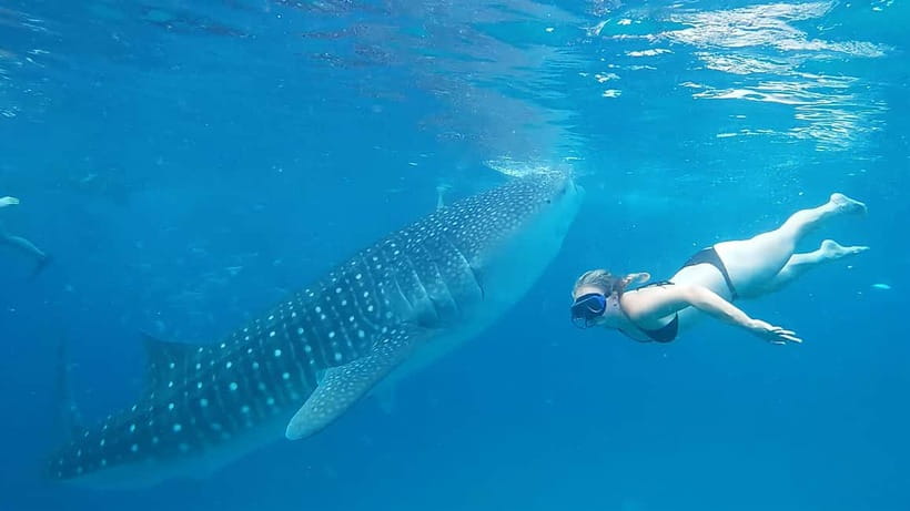 Cebu:Oslob Whale Shark Swimming & Kawasan Falls Canyoneering - Who this tour fits best, and who should pass