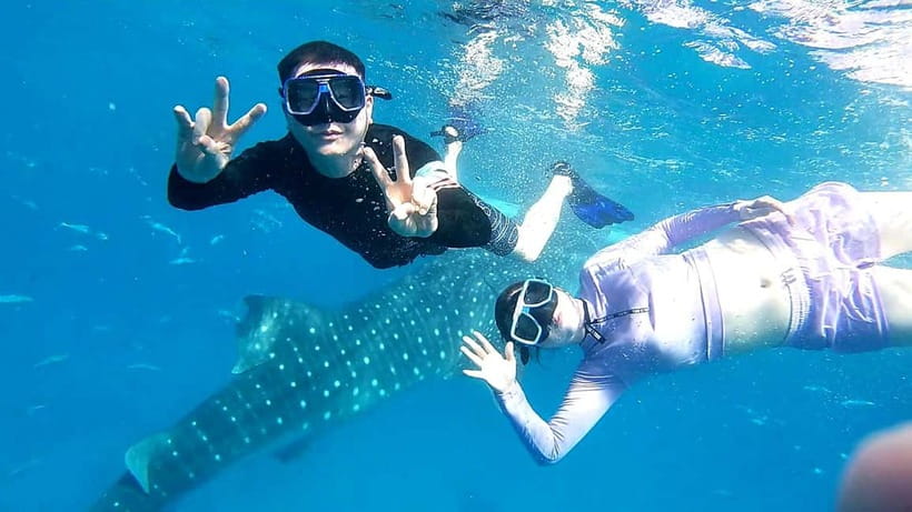 Cebu Oslob: Whale Shark Watching Experience - Key Details That Matter Before You Go