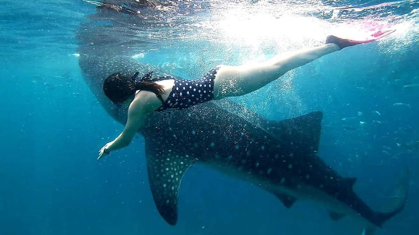Cebu Oslob: Whale Shark Watching Experience - Oslob Whale Shark Watching: The Main Reason People Come