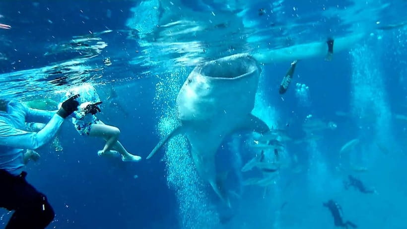 Cebu Oslob: Whale Shark Watching Experience - Safety Briefing and Responsible Interaction Rules in Plain English