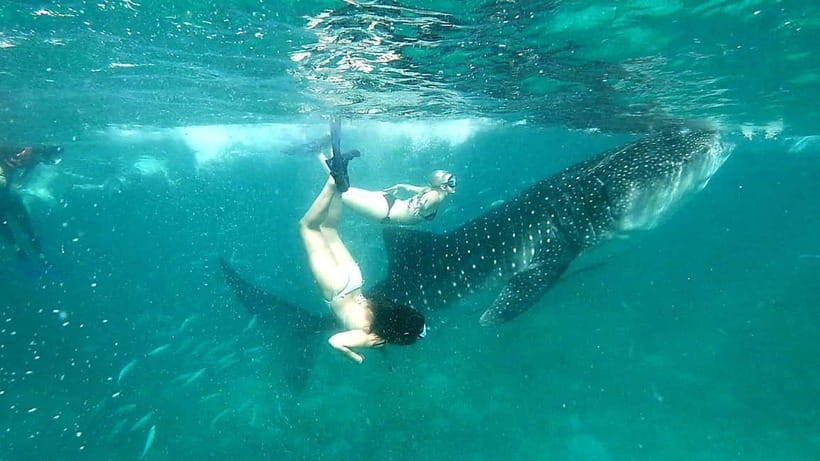 Cebu Oslob: Whale Shark Watching Experience - The Boat Ride and Your Whale Shark Snorkel Time