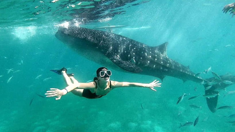 Cebu Oslob: Whale Shark Watching Experience - What Crowds Look Like at Oslob, and How to Handle It
