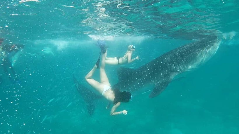 Cebu Oslob: Whale Shark Watching Experience - Optional Add-Ons: Tumalog Falls and Sumilon Island