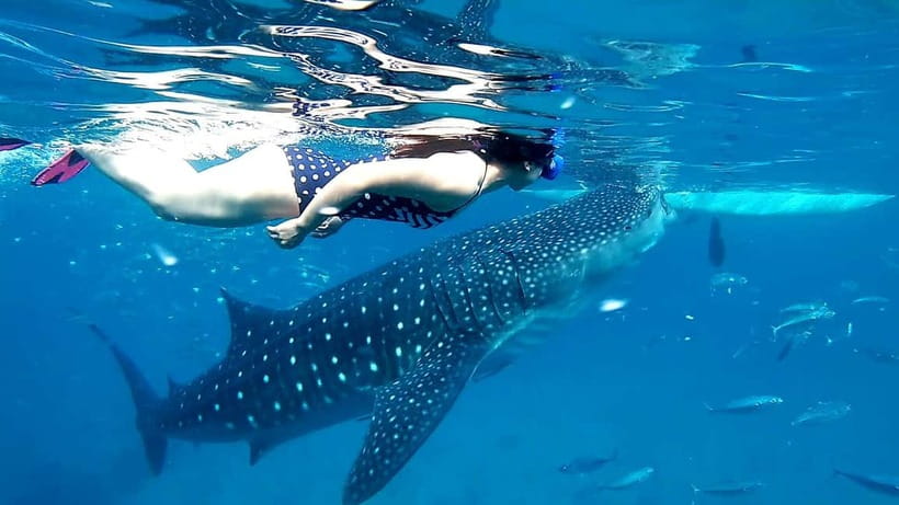Cebu Oslob: Whale Shark Watching Experience - Getting to Oslob From Cebu City and Mactan: The Early-Morning Reality