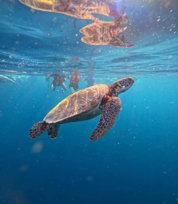Cebu: Oslob Whale Sharks, Moalboal Sardine Run & Turtles - Moalboal sardine run and sea turtles: step off the beach and let the school do the work