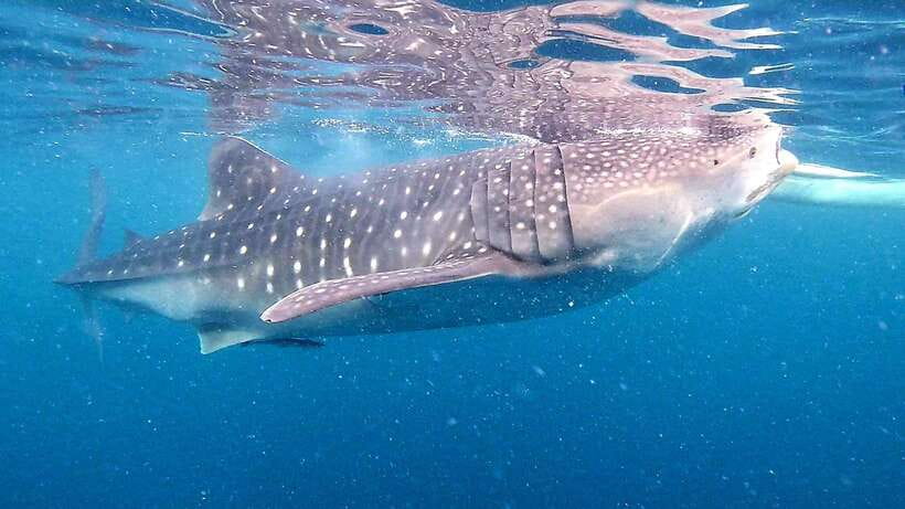 Cebu: Oslob Whale Sharks, Tumalog Falls & Sardine Snorkeling - Key things that make this Cebu day worth it