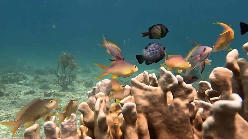 Cebu: Oslob Whale Sharks, Tumalog Falls & Sardine Snorkeling - The 2 AM start is the deal, not the downside