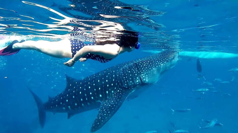Cebu: Oslob Whale Sharks, Tumalog Falls & Sardine Snorkeling - Moalboal sardine run and turtles: the spectacle and the pacing