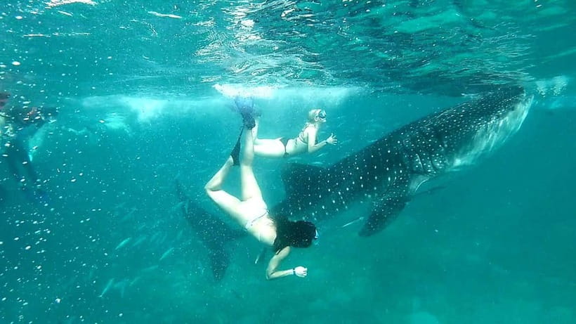 Cebu: Oslob Whale Sharks, Tumalog Falls & Sardine Snorkeling - The logistics that can make or break your day